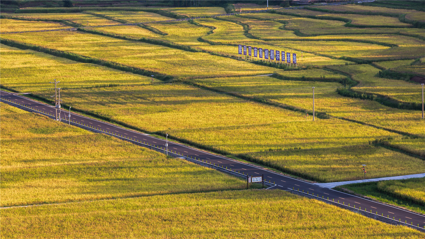 2万亩有机稻示范基地，要求把电线杆P了，道路P窄.jpg