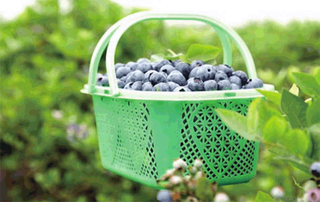 蓝莓熟了 邀你品味“初夏的酸甜”